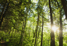 Veolia commits to cleaner, more energy-efficient systems