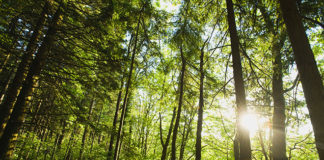 Veolia commits to cleaner, more energy-efficient systems