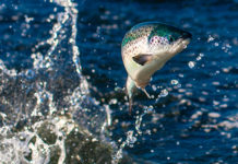 Tassal Group devoted to sustainable farming