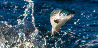 Tassal Group devoted to sustainable farming