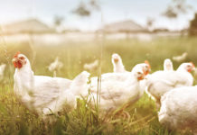 Lilydale recognised for Brand Excellence.