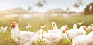 Lilydale recognised for Brand Excellence.