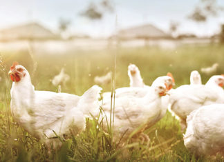 Lilydale recognised for Brand Excellence.