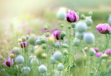 LUSH Cosmetics committed to sustainability.