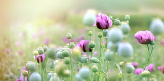 LUSH Cosmetics committed to sustainability.